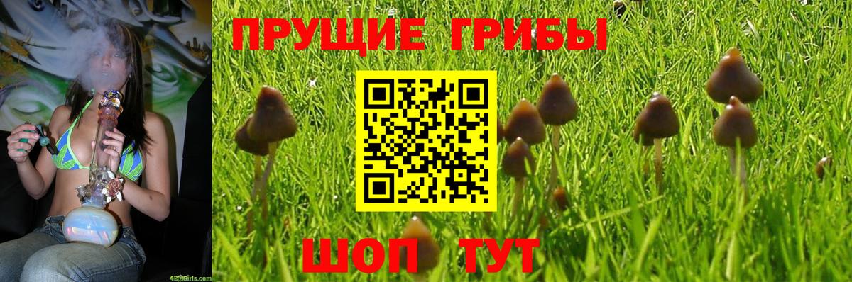 Энгельс  Псилоцибиновые грибы Cubensis  Вход с VPN 